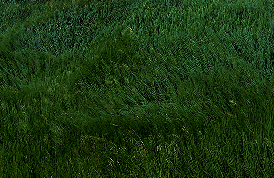 Touching grass